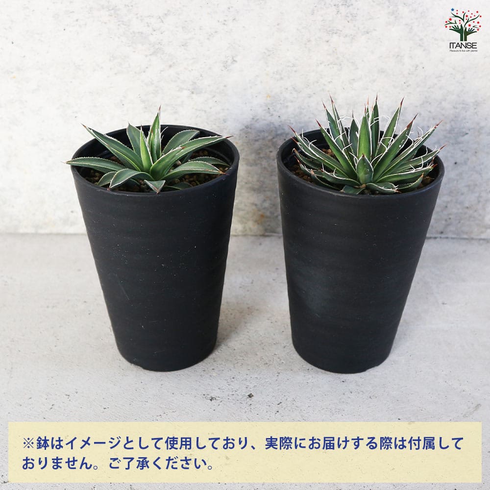 アガベ フィリフェラ シディゲラ 【多肉植物 3.5号／1個売り