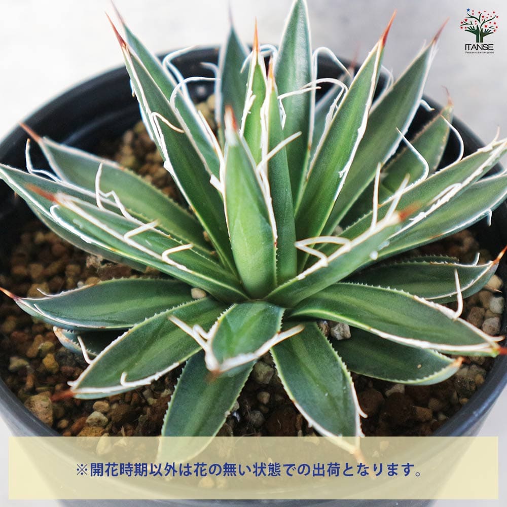 アガベ フィリフェラ シディゲラ 【多肉植物 3.5号／1個売り