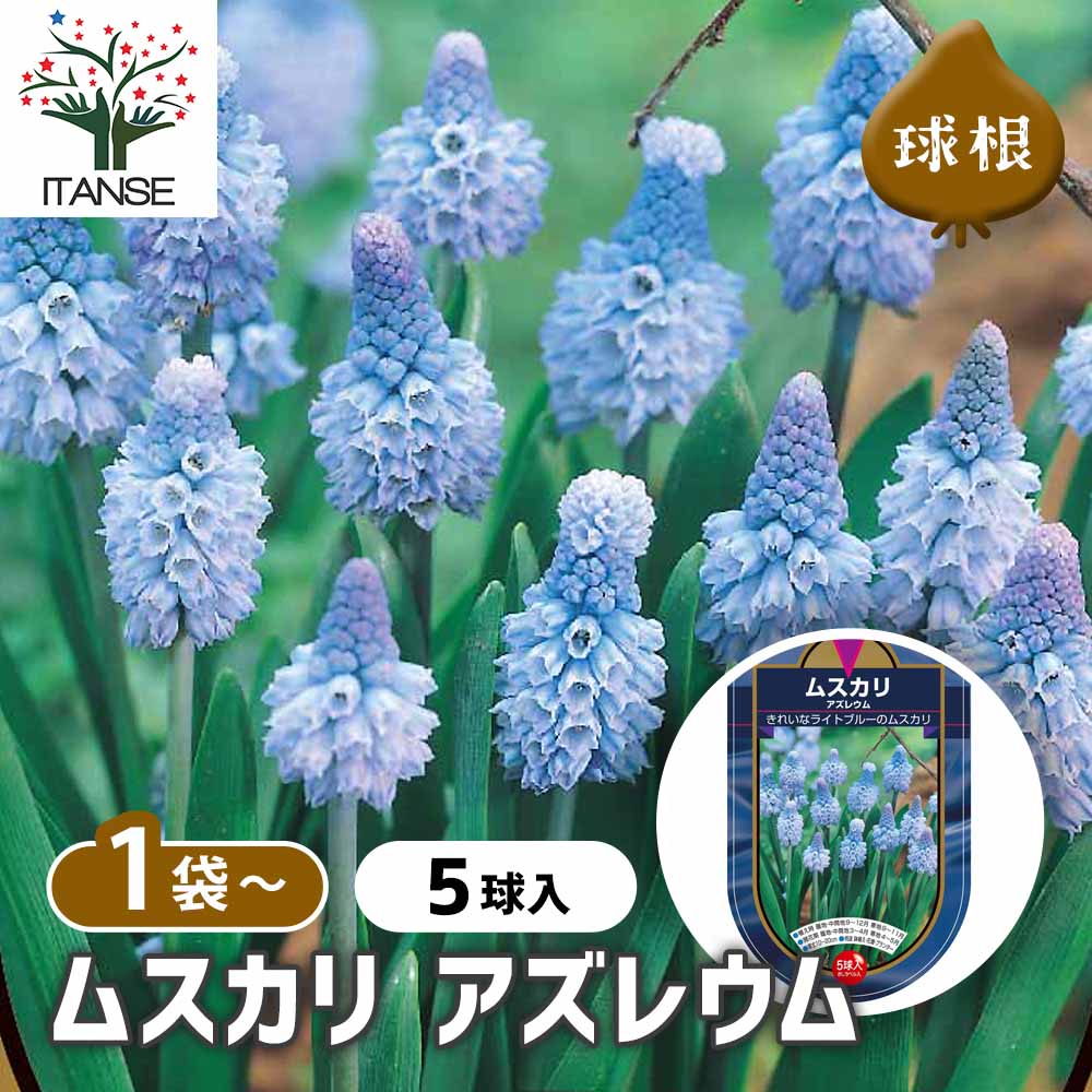 ムスカリ球根　アズレウム①　５球根＋ピンク&ホワイト ムスカリ球根 アズレウム① 5球根＋ピンク&ホワイト