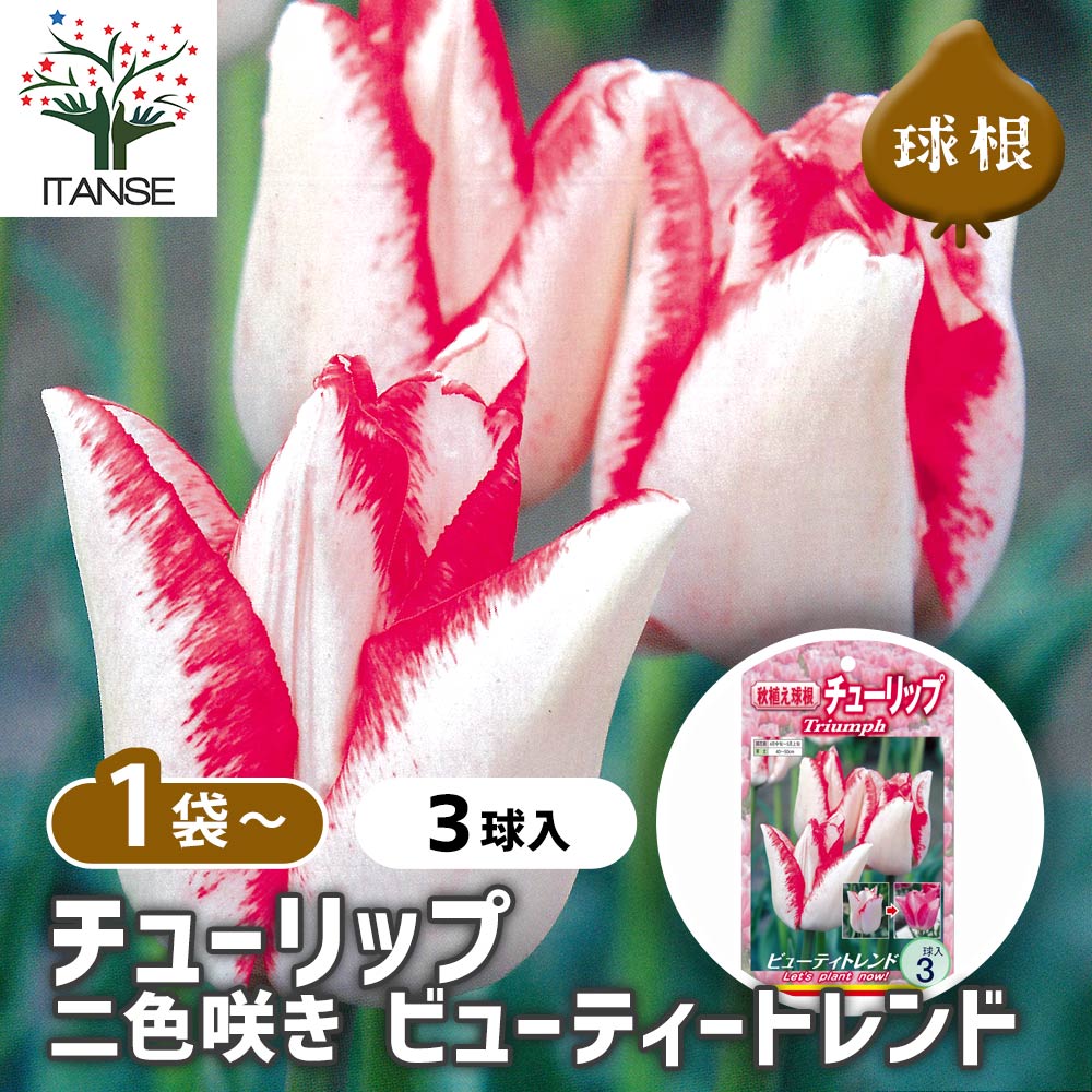 チューリップ 二色咲き ビューティートレンド