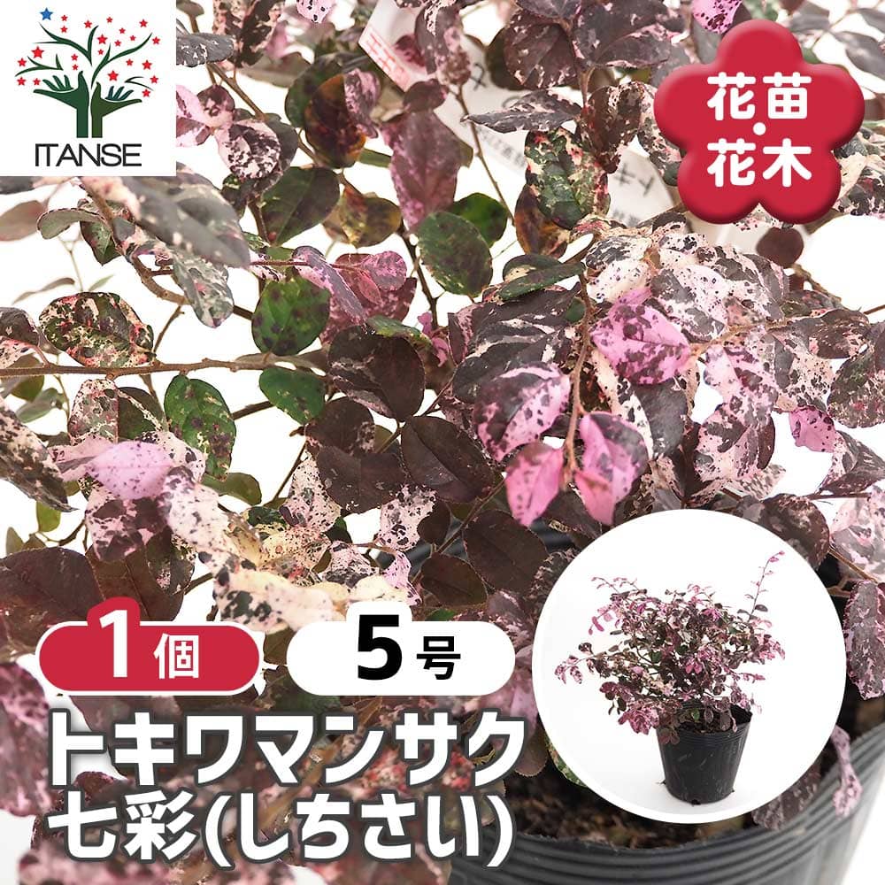 トキワマンサク 七彩 【花木苗 5号／1個売り】｜ 【植物のITANSE