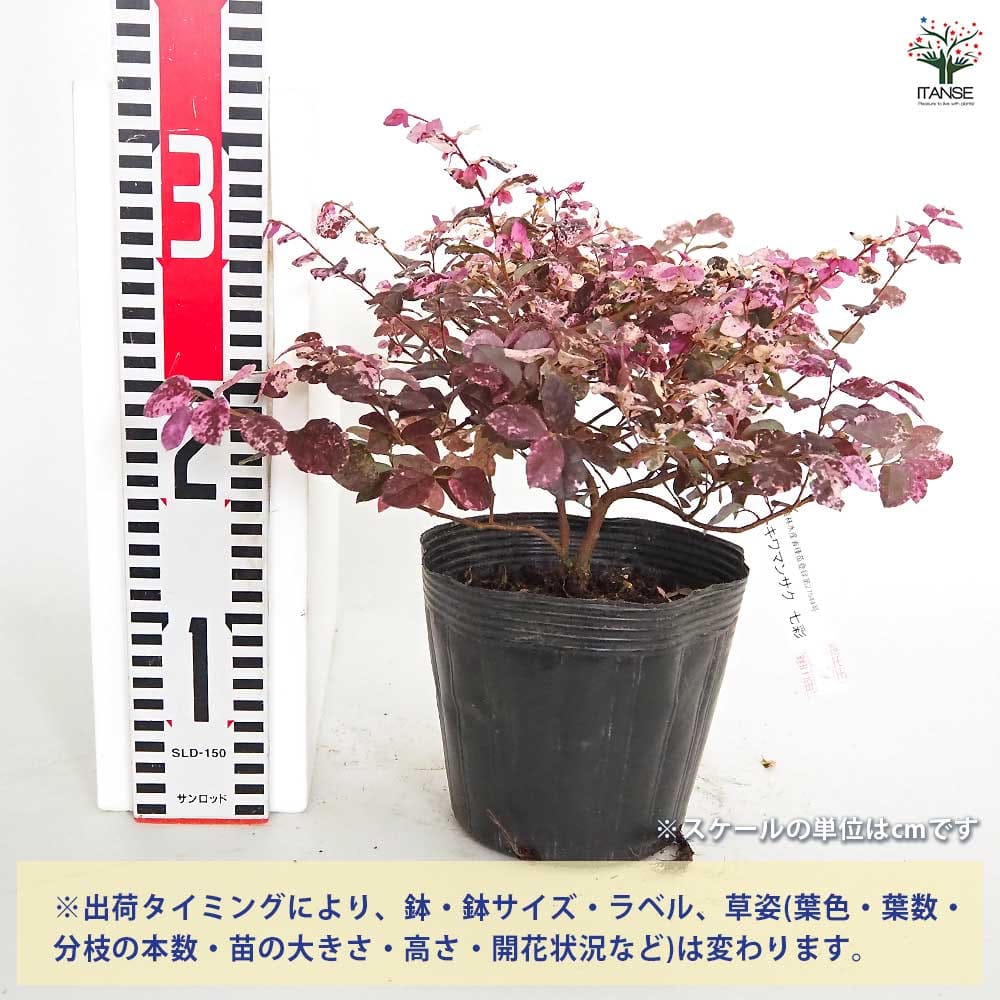 トキワマンサク 七彩 【花木苗 5号／1個売り】｜ 【植物のITANSE