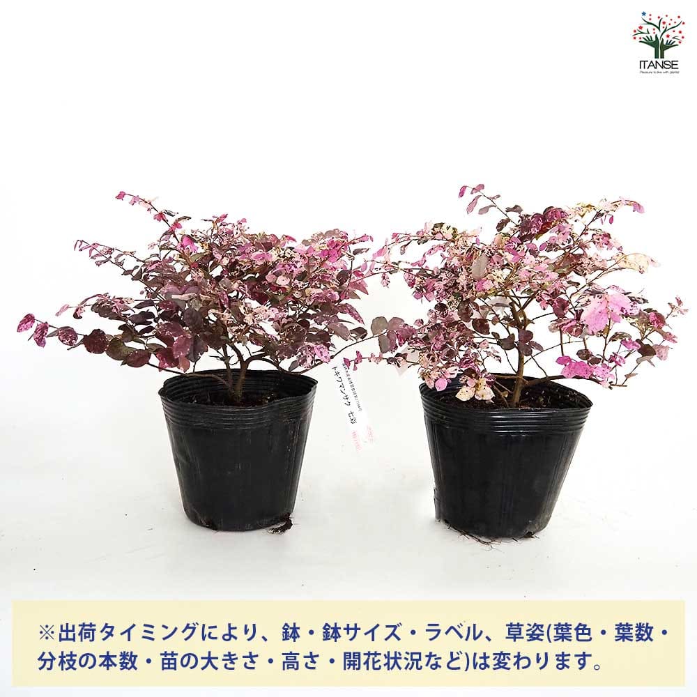 トキワマンサク 七彩 【花木苗 5号／1個売り】｜ 【植物のITANSE