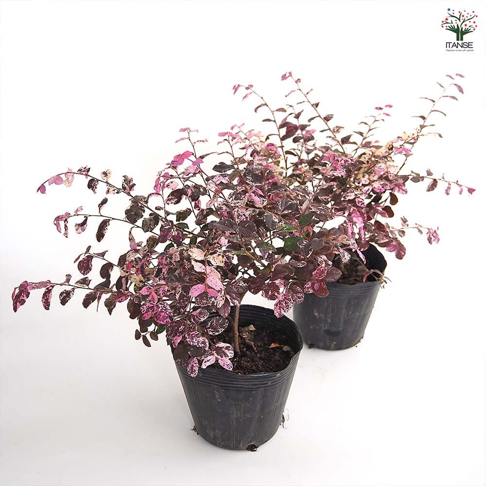 トキワマンサク 七彩 【花木苗 5号／1個売り】｜ 【植物のITANSE