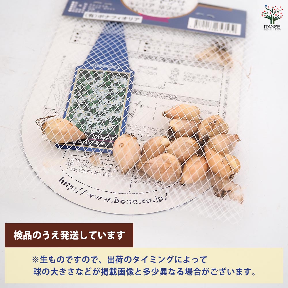 花球根 チオノドクサ ルシリア ホワイト 【花球根 10球】