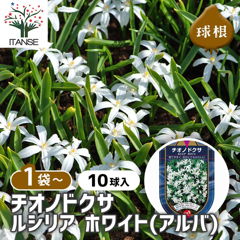 花球根 チオノドクサ ルシリア ホワイト 【花球根 10球】