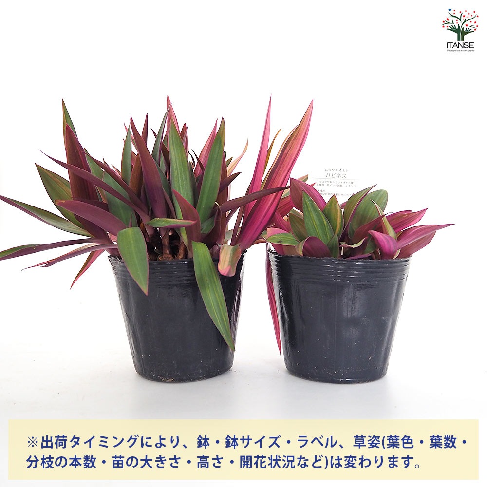 ムラサキオモト ハピネス 【観葉植物 3.5号】｜ 【植物のITANSE