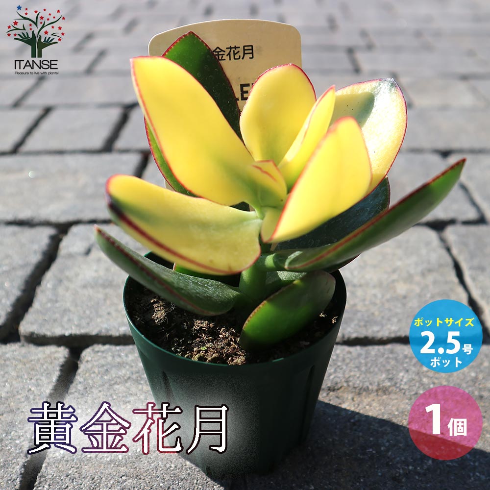 クラッスラ・黄金花月【多肉植物 2.5号鉢／1個売り】｜ 【植物の