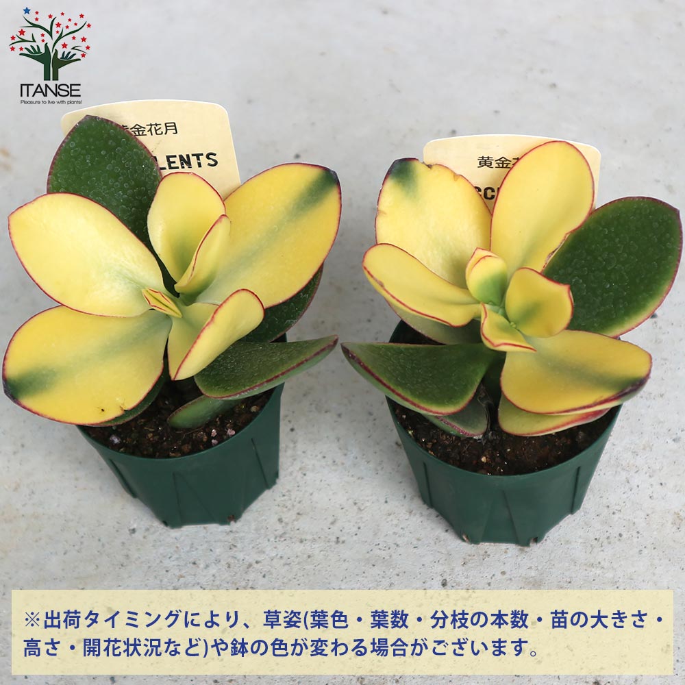 黄金花月　金のなる木　月下美人　多肉植物　観葉植物　鉢付き　☆早い者勝ち☆ 楽天市場】黄金花月 金のなる木 4号サイズ 鉢植え 多肉植物