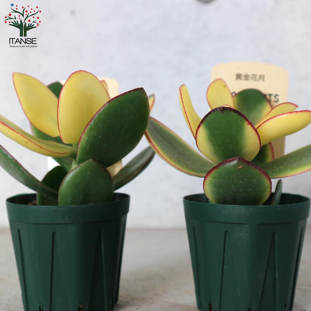 クラッスラ・黄金花月【多肉植物 2.5号鉢／1個売り】｜ 【植物の