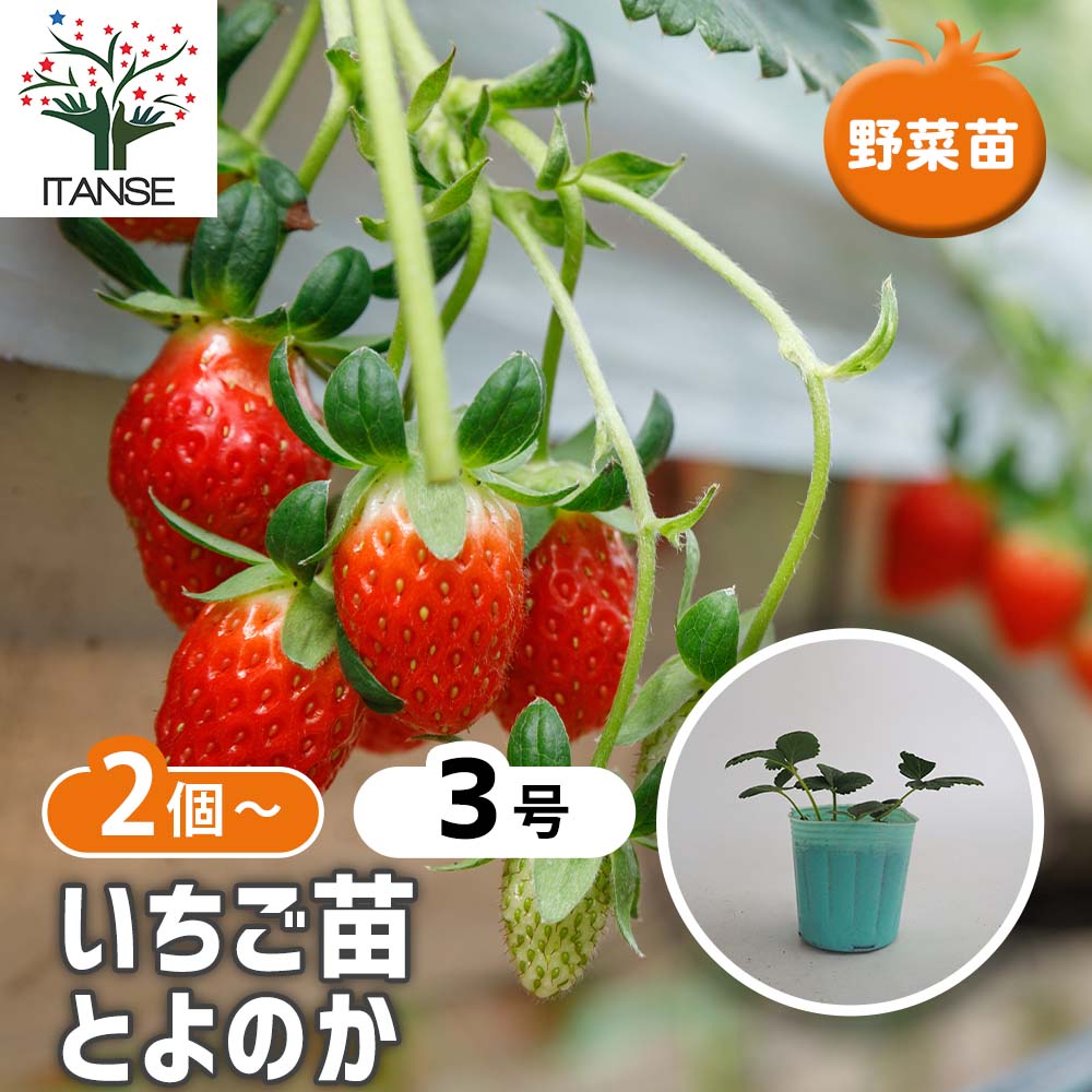 いちごの苗 とよのか2個～ 【野菜の苗 3号】