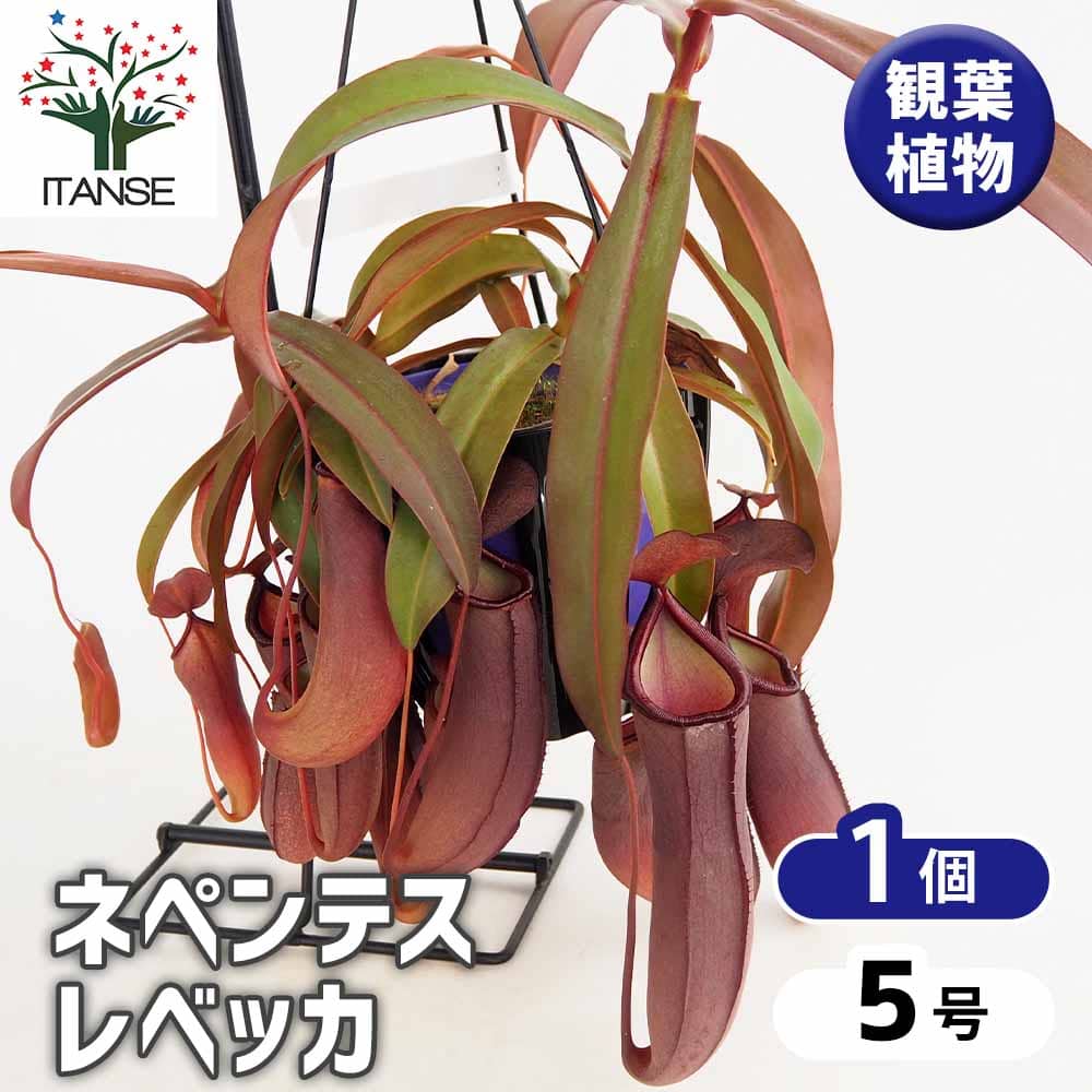 ネペンテス レベッカ 【観葉植物 5号／1個売り】