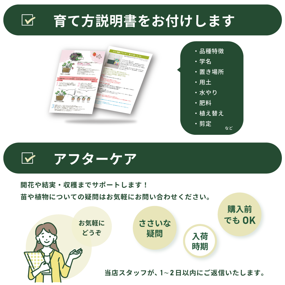 ネペンテス レベッカ 【観葉植物 5号／1個売り】