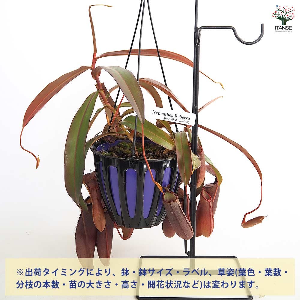 ネペンテス レベッカ 【観葉植物 5号／1個売り】