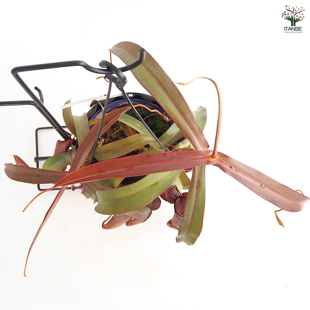 ネペンテス レベッカ 【観葉植物 5号／1個売り】
