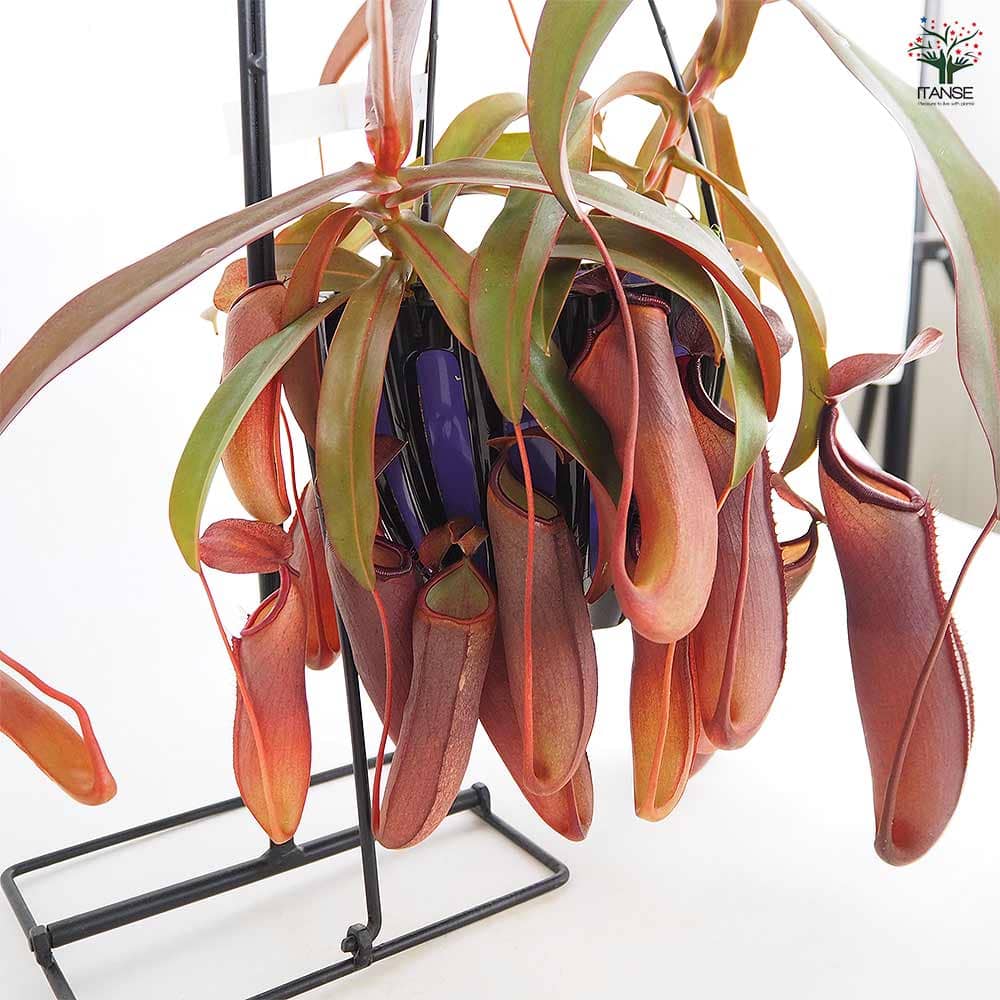 ネペンテス レベッカ 【観葉植物 5号／1個売り】