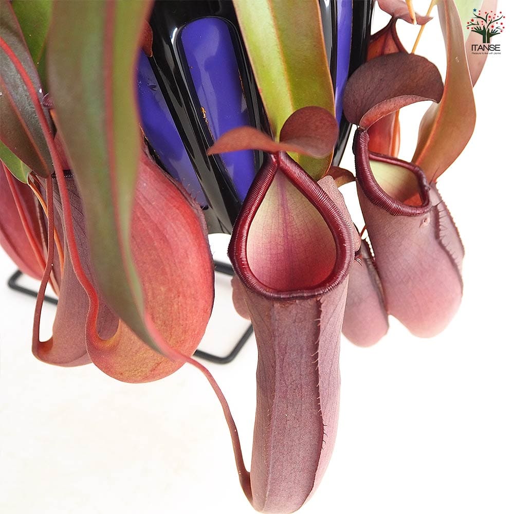 ネペンテス レベッカ 【観葉植物 5号／1個売り】
