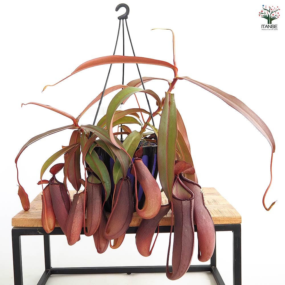 ネペンテス レベッカ 【観葉植物 5号／1個売り】