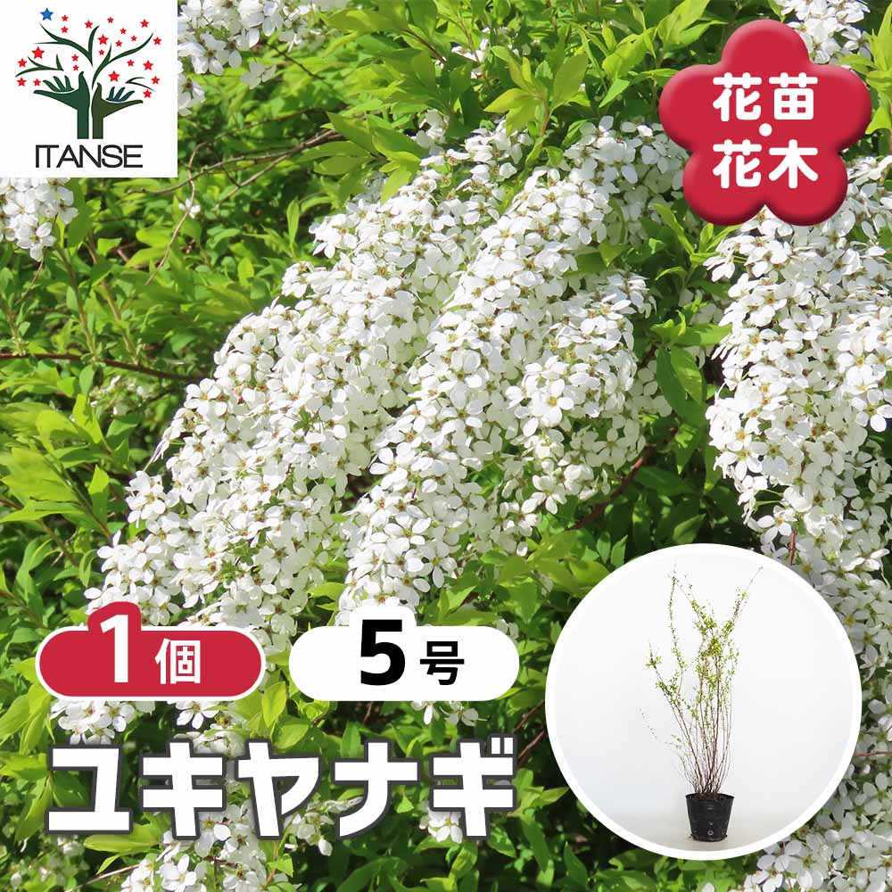ユキヤナギ 【花木苗 5号／1個売り】｜ 【植物のITANSE】全品