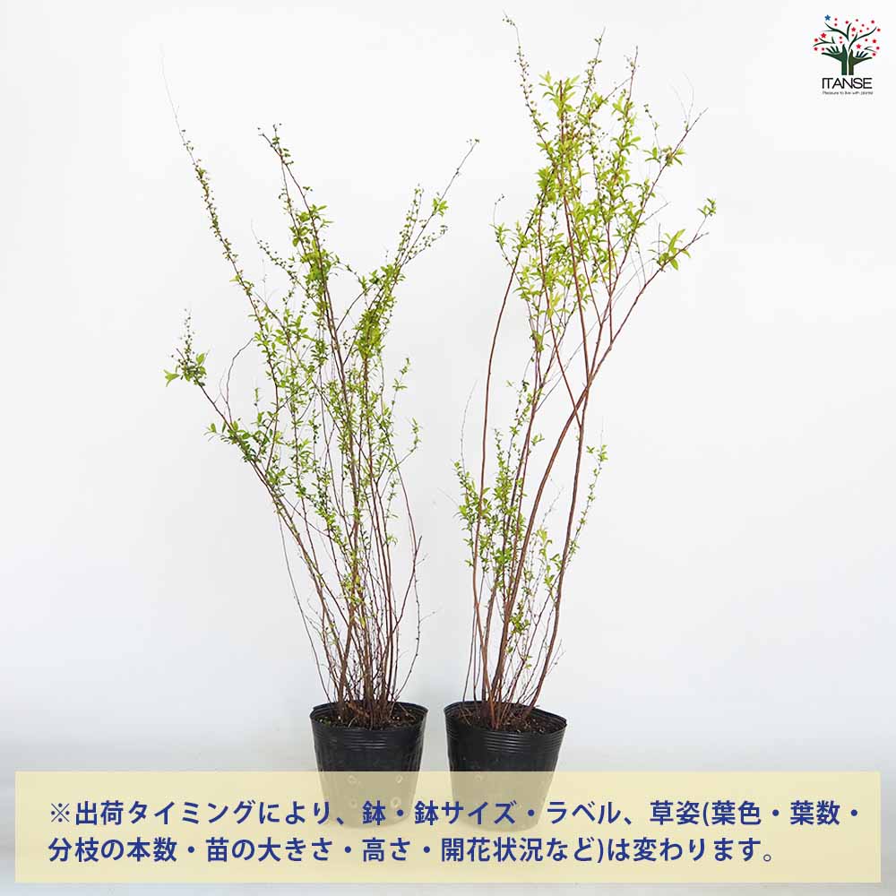 ユキヤナギ 【花木苗 5号／1個売り】｜ 【植物のITANSE】全品