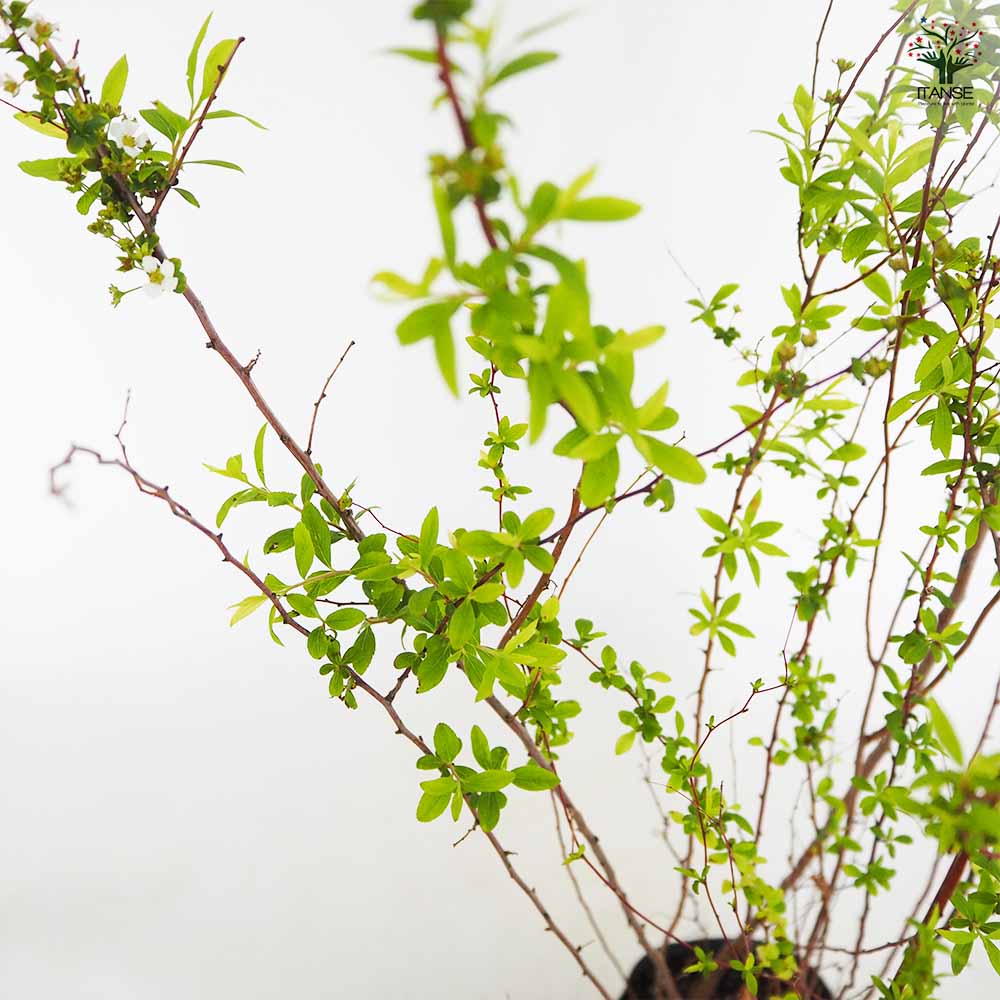 ユキヤナギ 【花木苗 5号／1個売り】｜ 【植物のITANSE】全品
