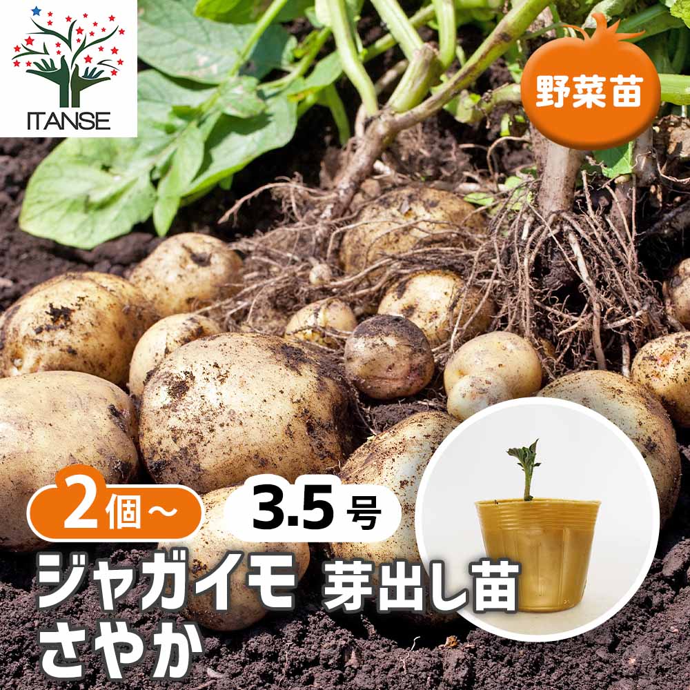 ジャガイモ芽出し苗 さやか 2個～ 【野菜の苗 3号】｜ 【植物の