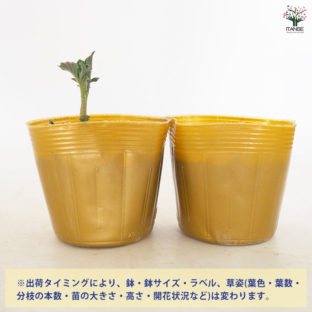 ジャガイモ芽出し苗 さやか 2個～ 【野菜の苗 3号】｜ 【植物の