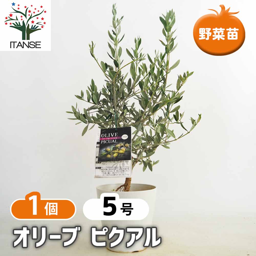 オリーブ ピクアル白テーパ鉢 【果樹の苗木 5号／1個売り】｜ 【植物の