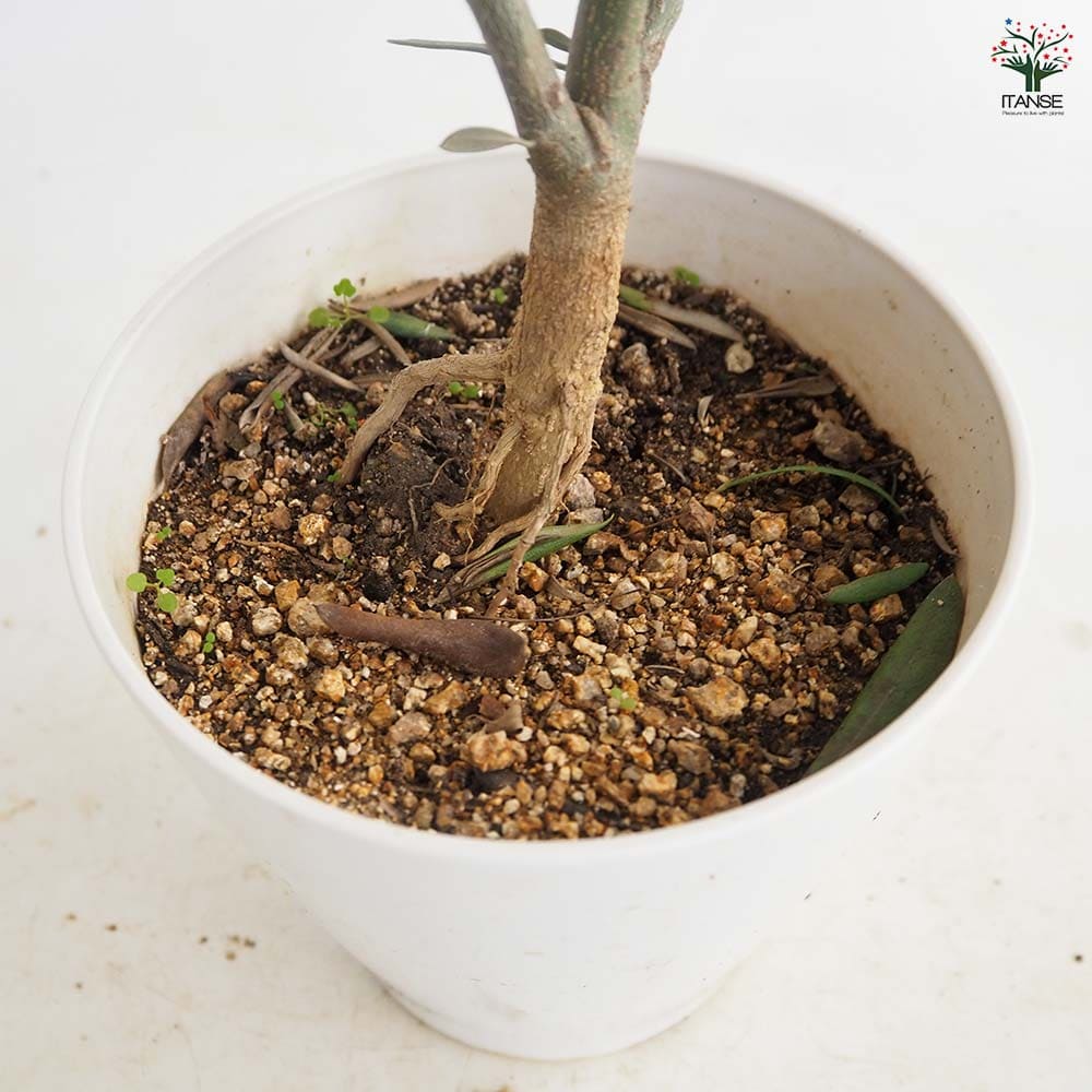 オリーブ ピクアル白テーパ鉢 【果樹の苗木 5号／1個売り】｜ 【植物の