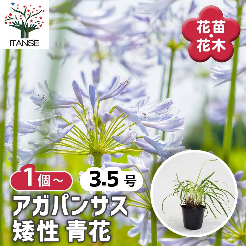 アガパンサス 矮性青花 【花苗 3.5号】｜ 【植物のITANSE】全品