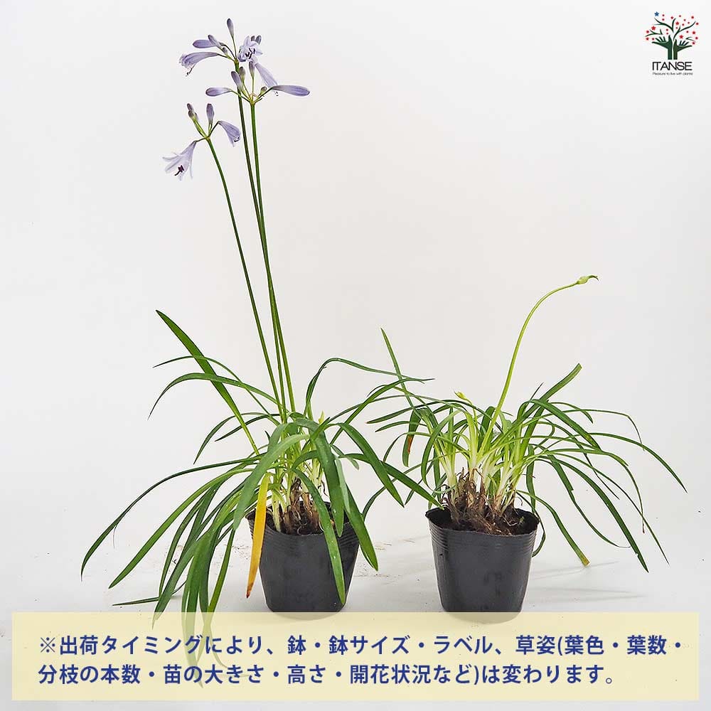 アガパンサス 矮性青花 【花苗 3.5号】｜ 【植物のITANSE】全品