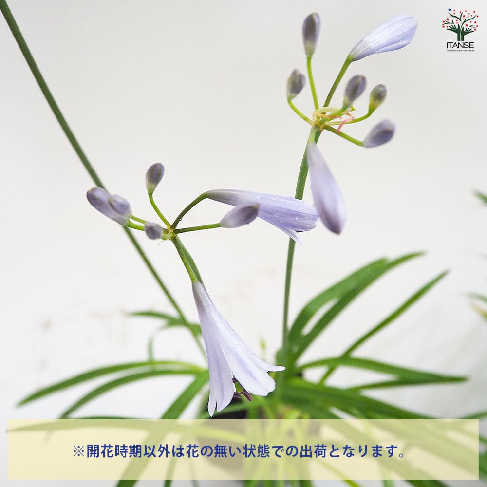 アガパンサス 矮性青花 【花苗 3.5号】