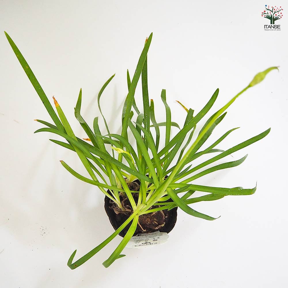 アガパンサス 矮性青花 【花苗 3.5号】