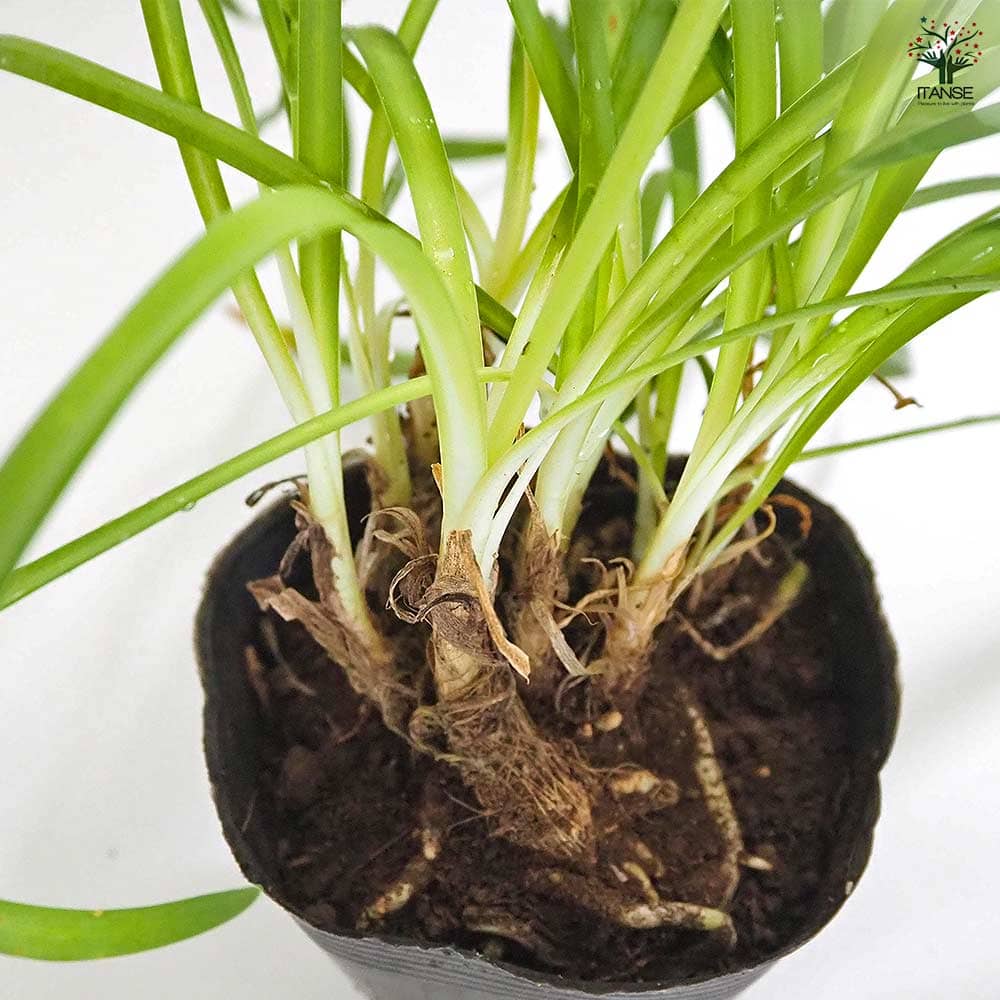 アガパンサス 矮性青花 【花苗 3.5号】