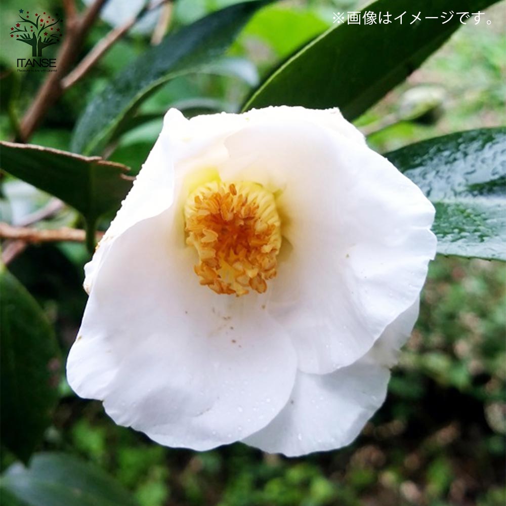 椿(ツバキ)の苗木 品種:初嵐(ハツアラシ)【庭木 4号ポット苗／1個売り