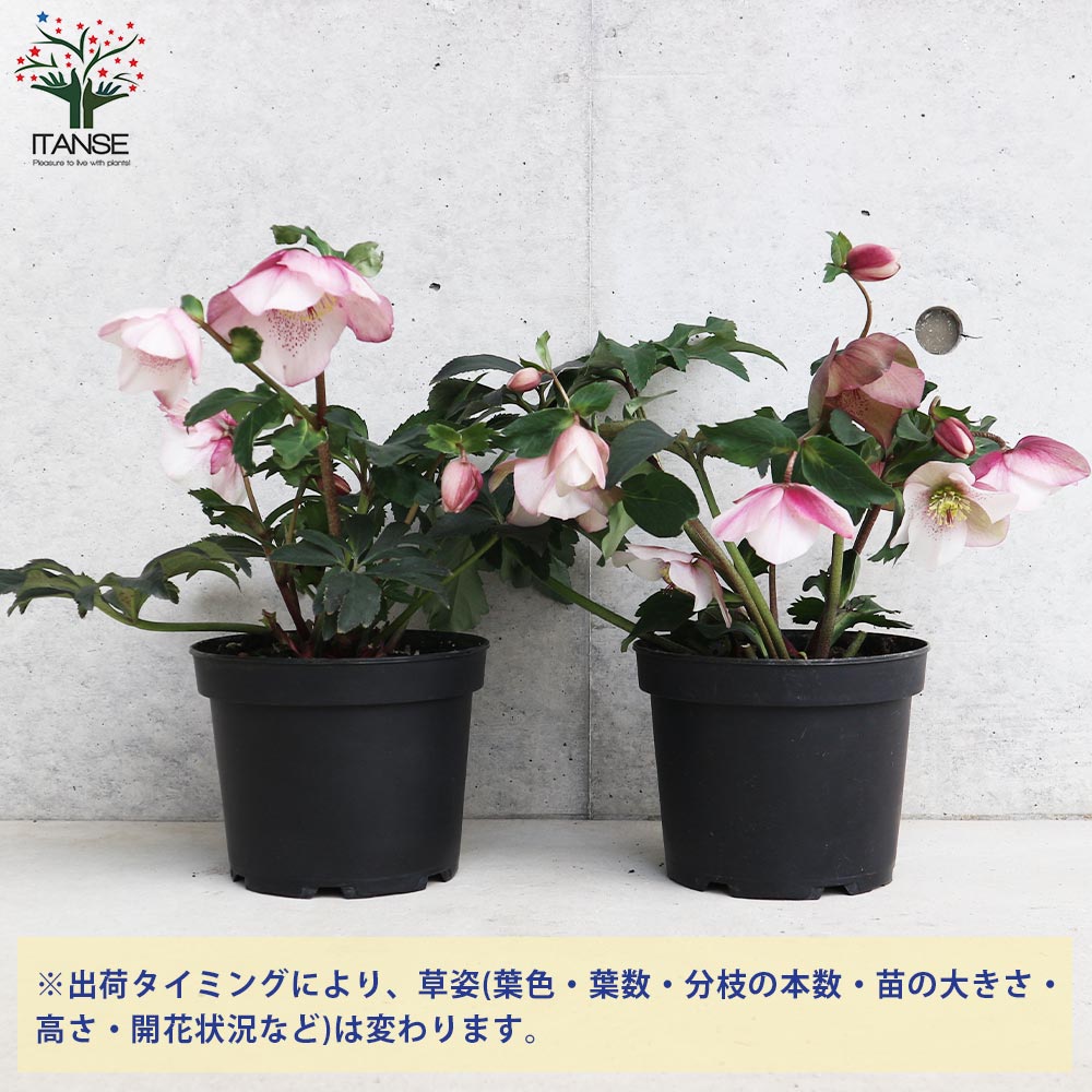 クリスマスローズ 散らず桜【花苗 6号鉢／1個売り】