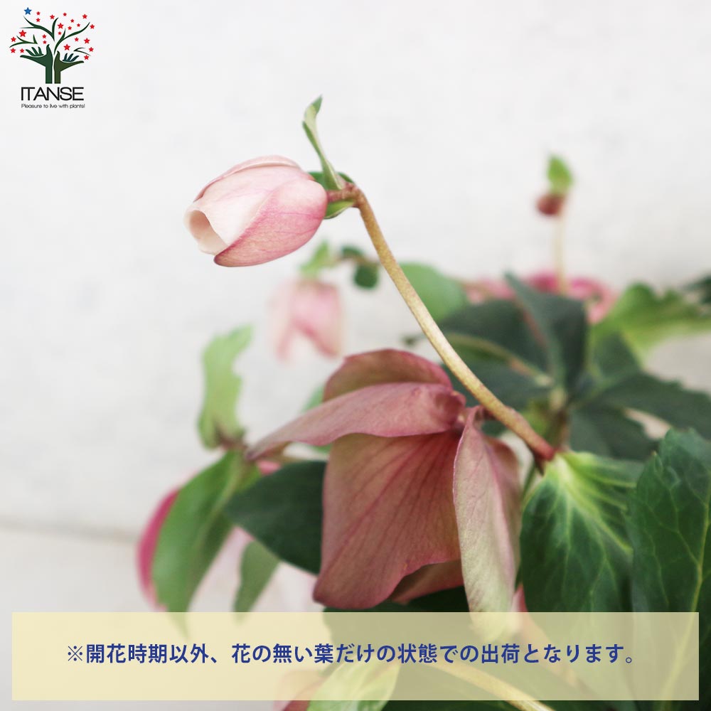 クリスマスローズ 散らず桜【花苗 6号鉢／1個売り】｜ 【植物の