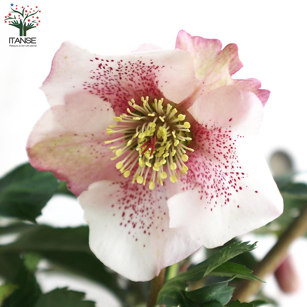 クリスマスローズ 散らず桜【花苗 6号鉢／1個売り】｜ 【植物の