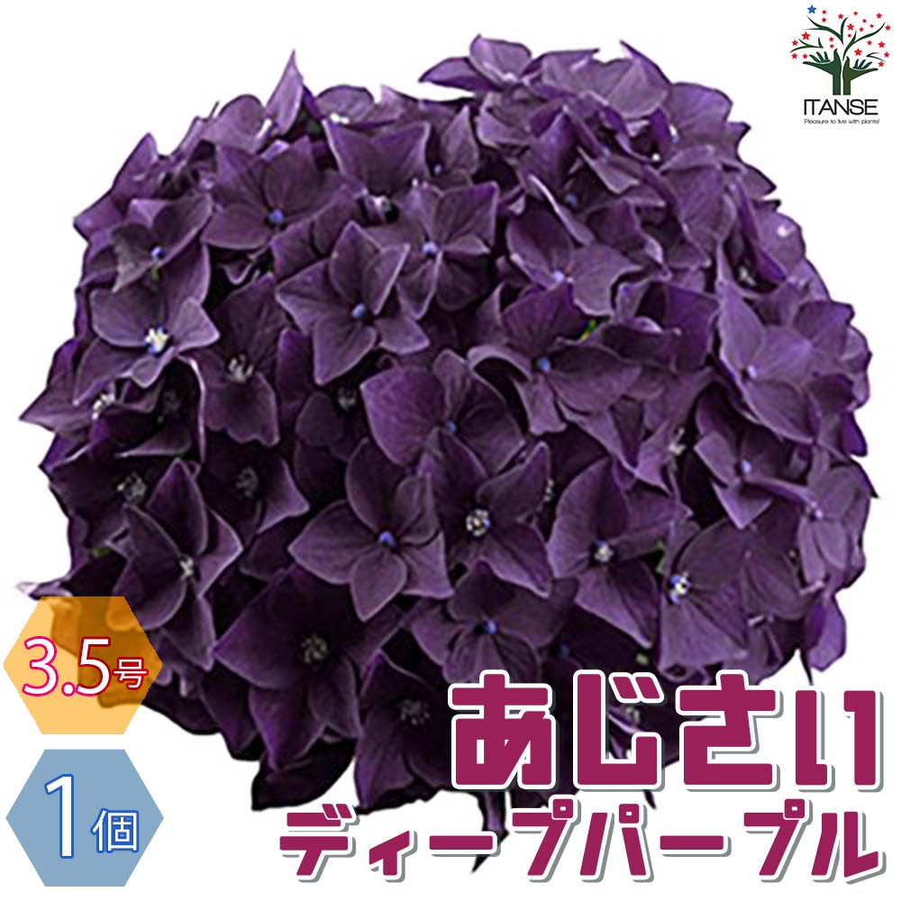 アジサイ ディープパープル【花苗 3.5号ポット／1個売り】｜ 【植物の