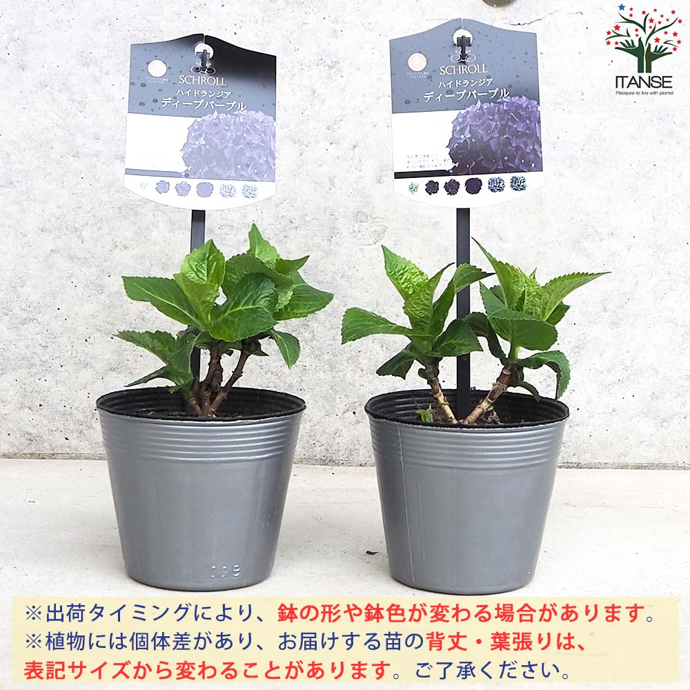 【花苗】ハイドランジア　ディープパープル　大苗 タグ付き正規品　ポット毎発送　★ アジサイ ディープパープル【花苗 3.5号ポット／1個売り