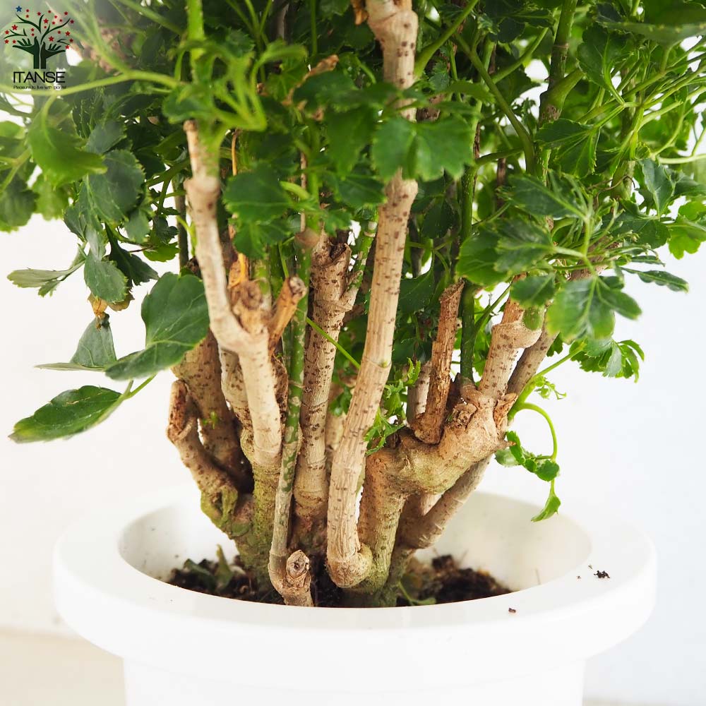 直接引取■25年もののタイワンモミジ/ポリシャス　観葉植物/180cm良い景色 直接引取□25年もののタイワンモミジ/ポリシャス 観葉植物/180cm良い