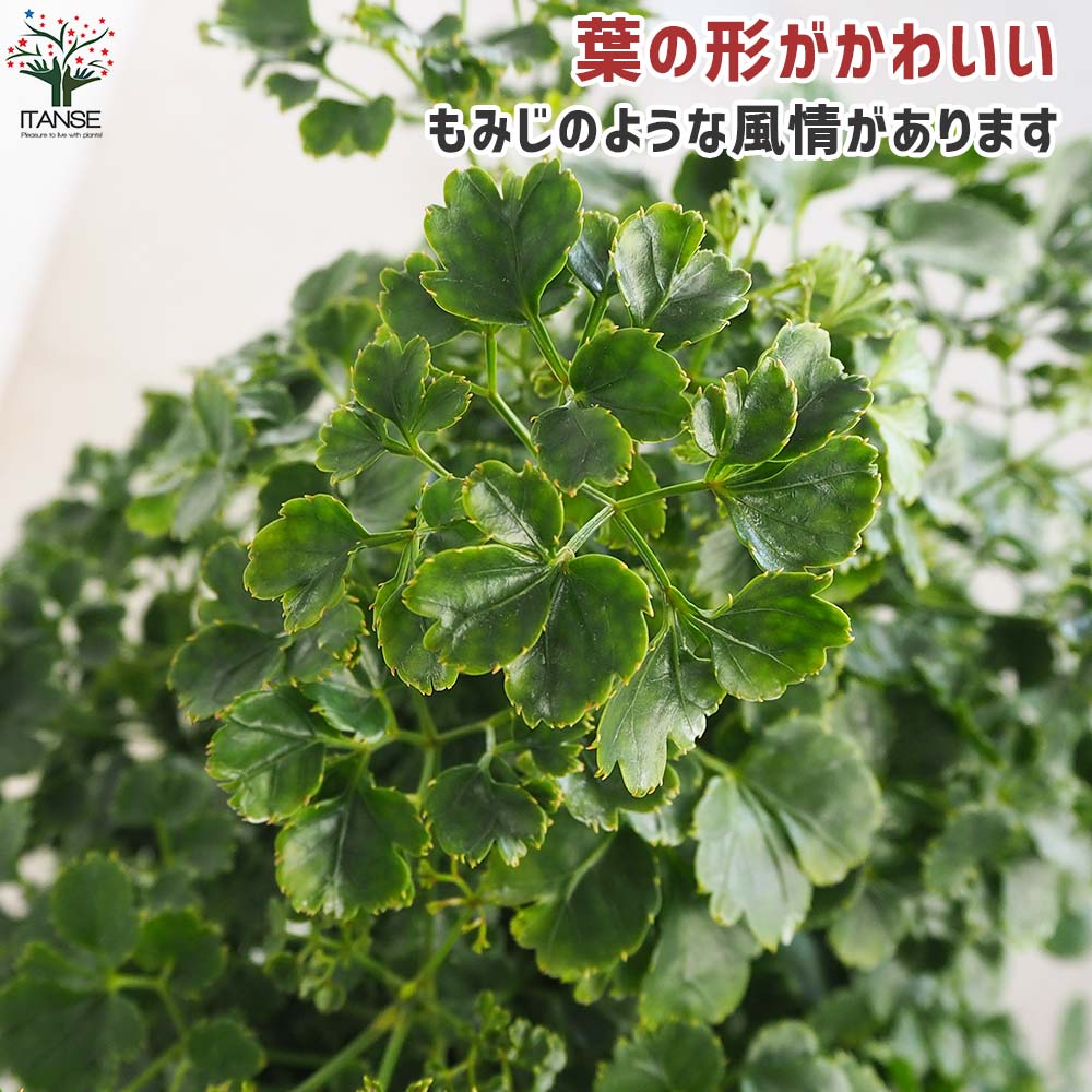 ポリシャス ペノッキー(タイワンモミジ丸葉)【観葉植物 7号鉢／1個売り