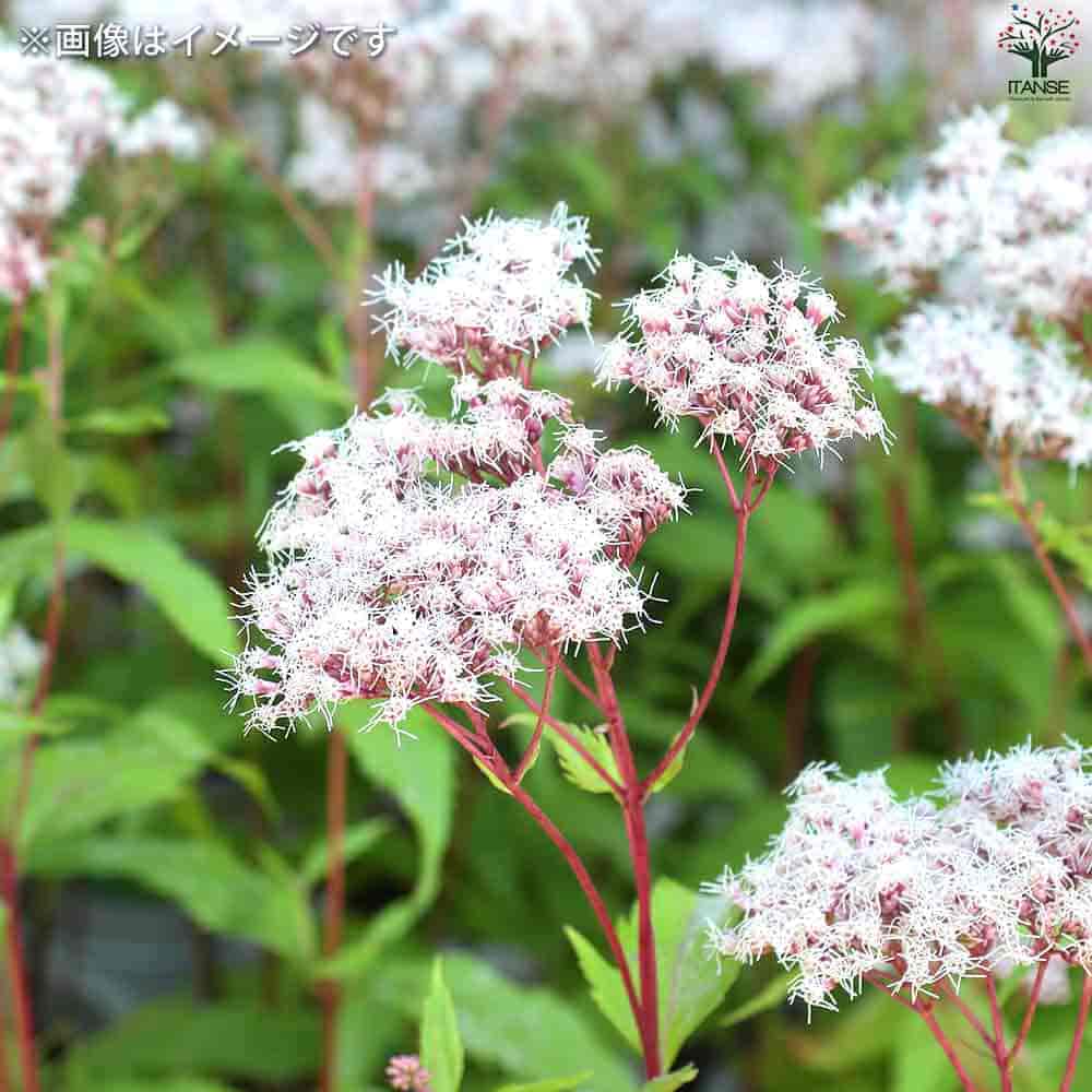 予約　専用　フジバカマ　５５０苗　白　赤 予約 専用 フジバカマ 550苗 白 赤 予約 専用 フジバカマ 550苗