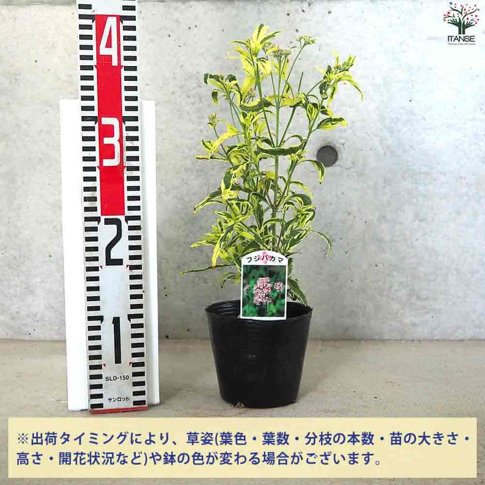 フジバカマ(斑入り) 【花苗 4号ポット】｜ 【植物のITANSE】全品