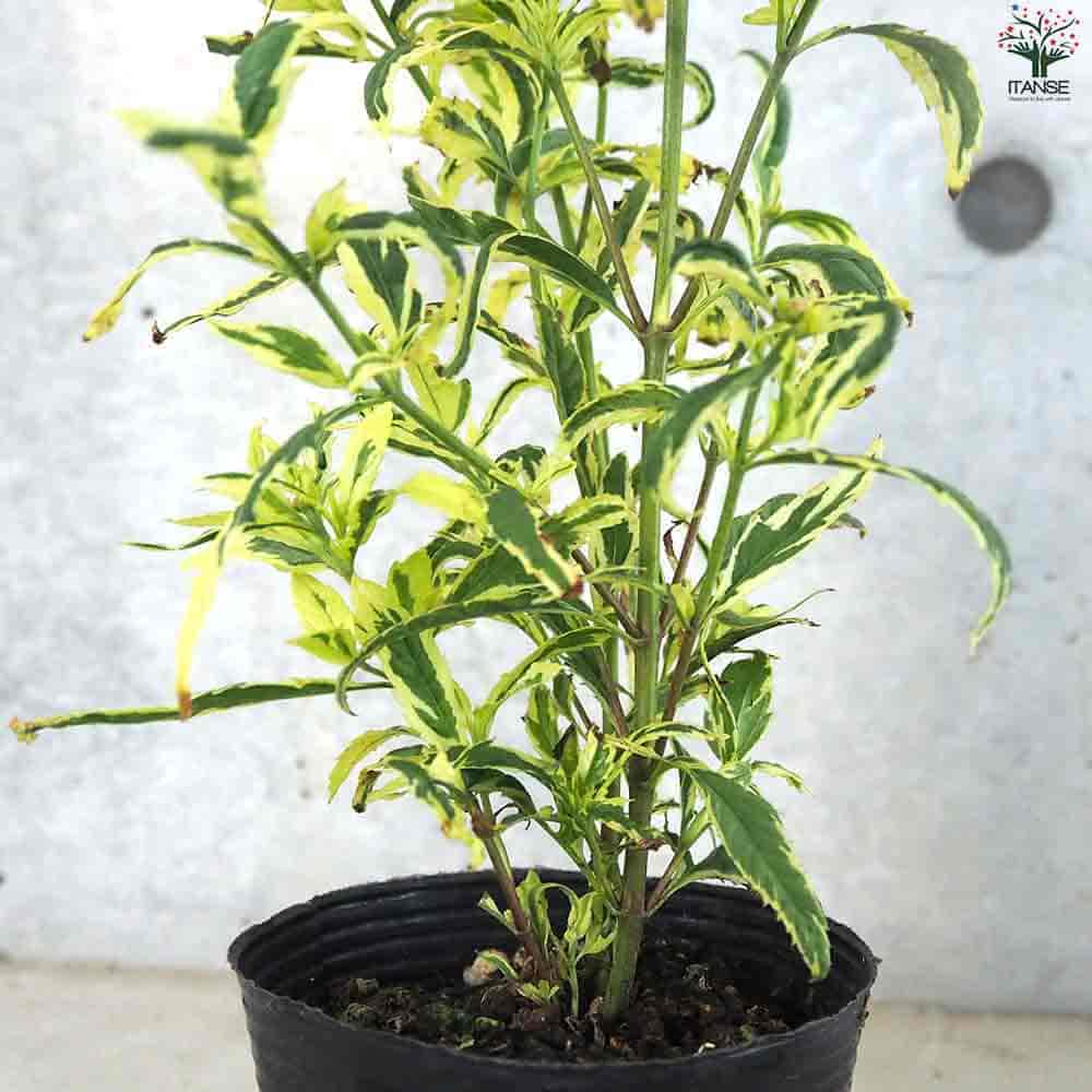 フジバカマ(斑入り) 【花苗 4号ポット】｜ 【植物のITANSE】全品