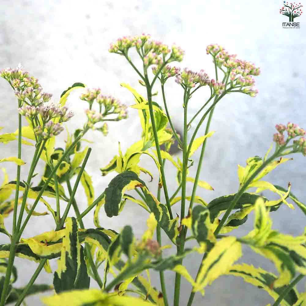 フジバカマ(斑入り) 【花苗 4号ポット】｜ 【植物のITANSE】全品