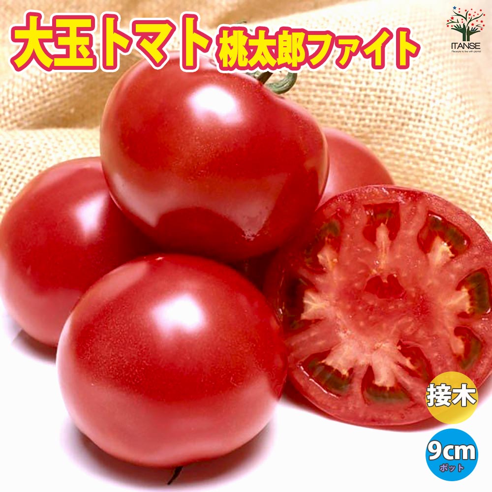 トマト苗9cm→発送縮小7.5cm、 ポット切断加工　トマト桃太郎5/12改定 トマト苗9cm→発送縮小7.5cm、 ポット切断加工 トマト桃太郎5/12改定