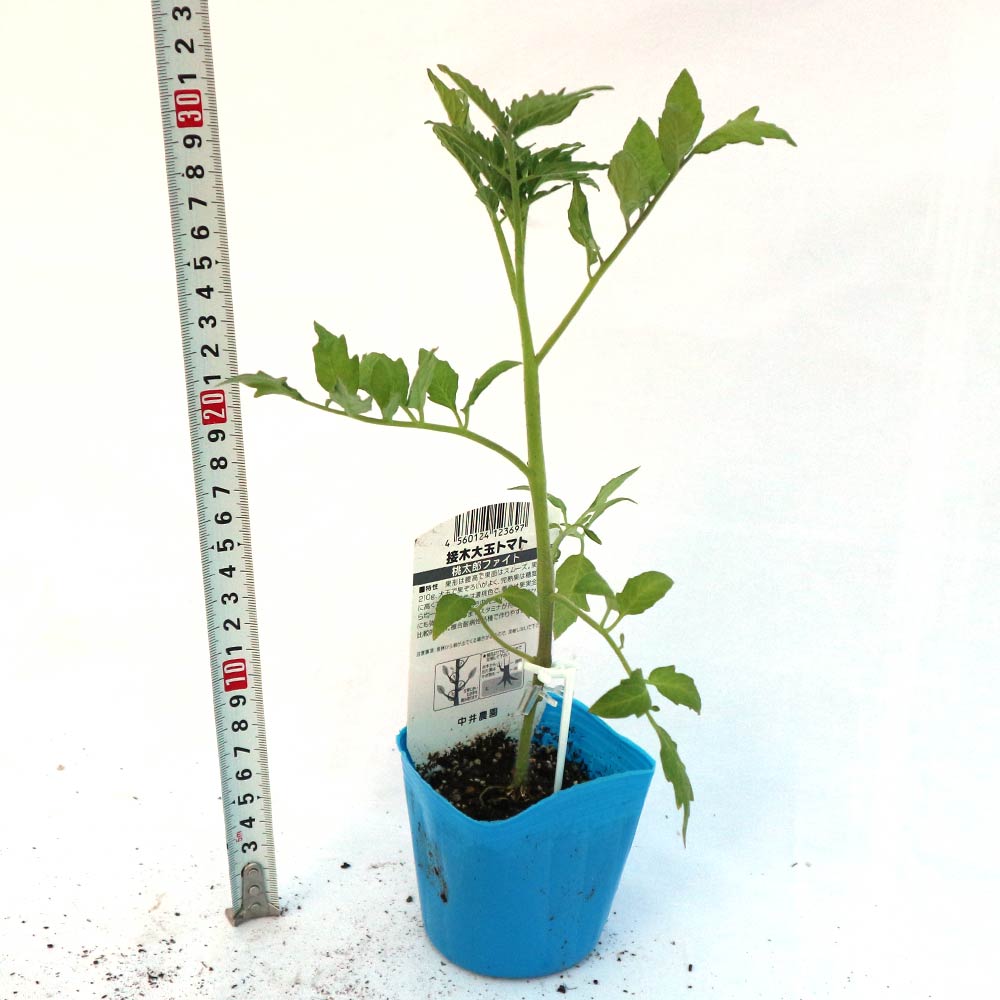 トマト苗9cm→発送縮小7.5cm、 ポット切断加工　トマト桃太郎5/12改定 楽天市場】【てしまの苗】 大玉トマト苗 桃太郎ファイト 断根