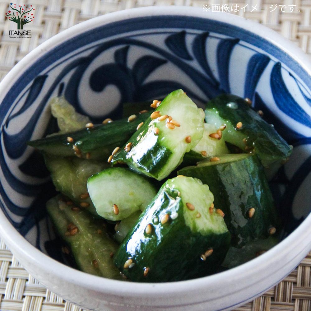 ずーっととれるキュウリの苗2個~【野菜苗10.5cmポット 自根苗】