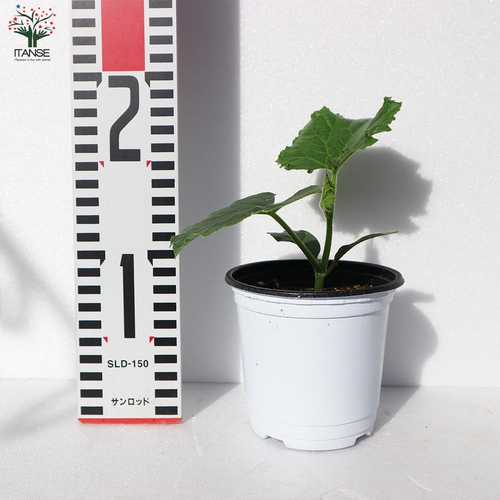 ずーっととれるキュウリの苗2個~【野菜苗10.5cmポット 自根苗】